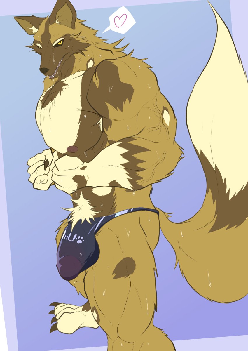 absurd_res african_wild_dog anthro bodily_fluids body_hair brown_body bulge canid canine canis chest_hair clothing detailed_bulge erection erection_under_clothing fangs fur genital_outline geryorias hi_res male male_anthro mammal muscular muscular_anthro muscular_male nipples ody pecs penis_outline pubes solo speedo sweat swimwear tail teeth underwear vein veiny_muscles white_body white_fur wolf yellow_eyes