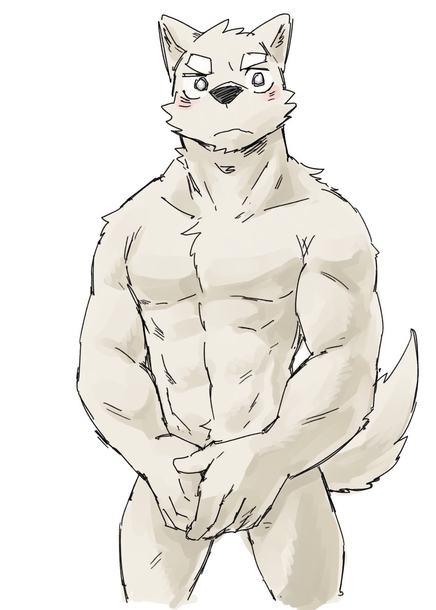 abs blush canine colored covering covering_self looking_at_viewer male male_only mammal muscular pecs royalsobatya simple_background solo white_background