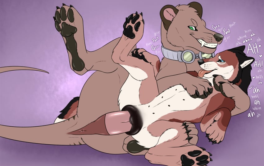 4_toes 6_nipples black_pawpads black_pussy blue_eyes brielle_(wolffylegend) brown_body brown_fur canid canine canis dasyuromorph duo erection eyewear fangs feet female female_penetrated feral feral_on_feral feral_penetrated feral_penetrating feral_penetrating_feral fur genitals goggles goggles_around_neck green_eyes grin hi_res killthe_demon lying male male/female male_penetrating male_penetrating_female mammal marsupial multi_nipple nipples on_side pawpads penetration penile penile_penetration penis penis_in_pussy pink_penis pussy recently_extinct_species sex simple_background smile spread_legs spreading teeth thylacine thylus toes vaginal_penetration vaginal_penetration white_body white_fur wolf