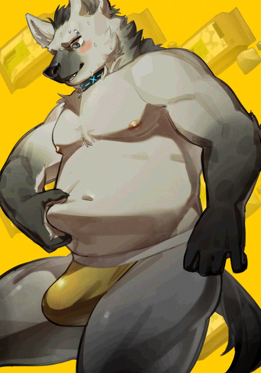 2024 anthro areola arknights belly blush bulge clothing collar eyebrow_piercing facial_piercing fur grey_body grey_fur hair hi_res hyena hypergryph jockstrap male male_focus male_only mammal navel nipples overweight overweight_anthro overweight_male piercing pluto08010511 pu94_d1de4c solo spot_(arknights) spotted_hyena studio_montagne tail touching_belly underwear