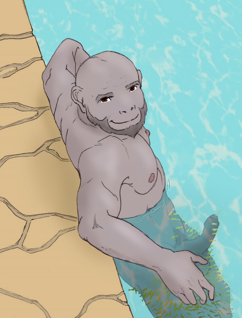 1boy 9x9 anthro ape balls beard chimpanzee erection facial_hair feral fish looking_at_viewer male male_only mammal marine mike_aruba mycaruba mycroobah nipples nude pecs primate solo water