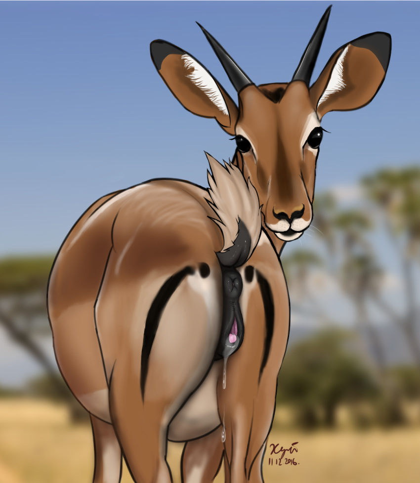 2016 anatomically_correct anatomically_correct_pussy animal_genitalia animal_pussy antelope anus ass equine_pussy female feral gazelle looking_at_viewer mammal pussy xyi