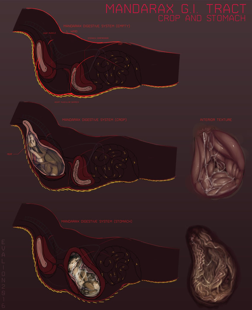 dragon evalion feral internal intestines male model_sheet organs penis stomach vore