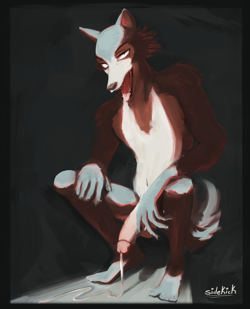 anthro balls beastars bodily_fluids canid canine canis crouching cum cum_drip dripping erection front_view fur genital_fluids genitals grey_body grey_fur hi_res humanoid_genitalia humanoid_penis legoshi_(beastars) looking_at_viewer male mammal nude open_mouth penis shadow sidekick solo tail tongue wolf