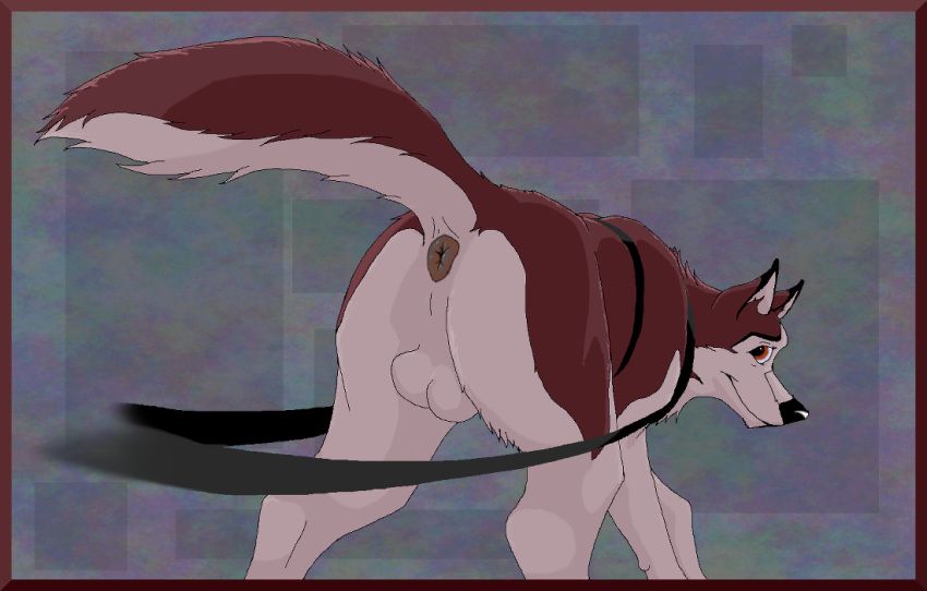 ass balto balto_(film) canine canine feral husky kodi male mammal presenting sleddog solo