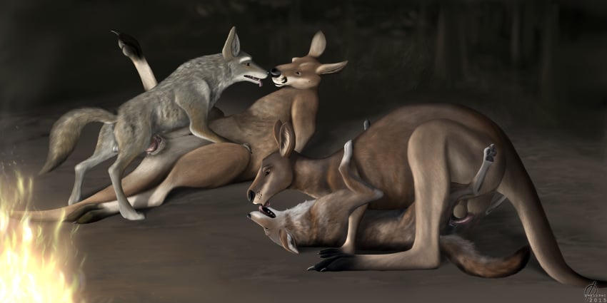 2015 anatomically_correct anatomically_correct_penis animal_genitalia animal_pussy balls canine canine_pussy claws coyote detailed_background digitigrade emptyset eye_contact female feral feral_on_feral fire fur grey_fur group hi_res inner_ear_fluff interspecies kangaroo legs_up licking lying male mammal markings marsupial missionary_position multicolored_fur night on_back open_mouth outside pawpads penetration penis predator/prey pussy raised_leg sex side_view socks_(marking) straight toe_claws tongue tongue_out tree vaginal_penetration