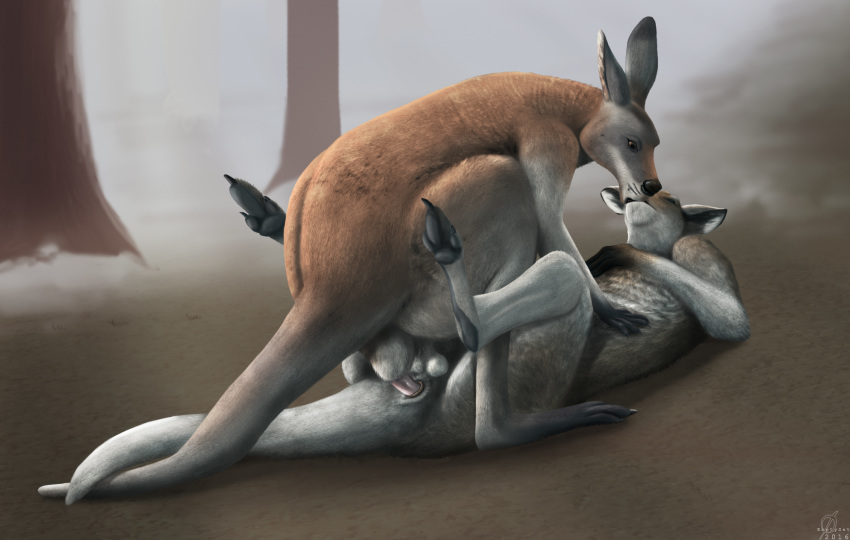 2016 3_toes anatomically_correct anatomically_correct_penis anatomically_correct_pussy animal_genitalia balls black_nose brown_eyes claws cloaca cloacal_penetration closed_eyes duo emptyset female feral feral_on_feral fur gloves_(marking) hi_res kangaroo kissing legs_up lying male mammal markings marsupial multicolored_fur on_back outside penetration penis pussy sheath socks_(marking) spread_legs spreading straight toe_claws toes tree white_balls