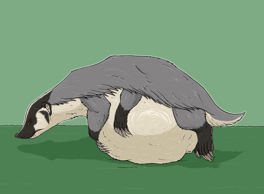 6_legs animal_genitalia badger bartleby_(strega) belly big_belly brown_eyes claws feral feral_pred fully_sheathed fur genitals grey_body grey_fur hi_res huge_belly immobile male male_pred mammal multi_leg multi_limb mustelid musteline quadruped resting_on_belly shadow sheath short_tail snout solo strega tail whiskers white_body white_fur