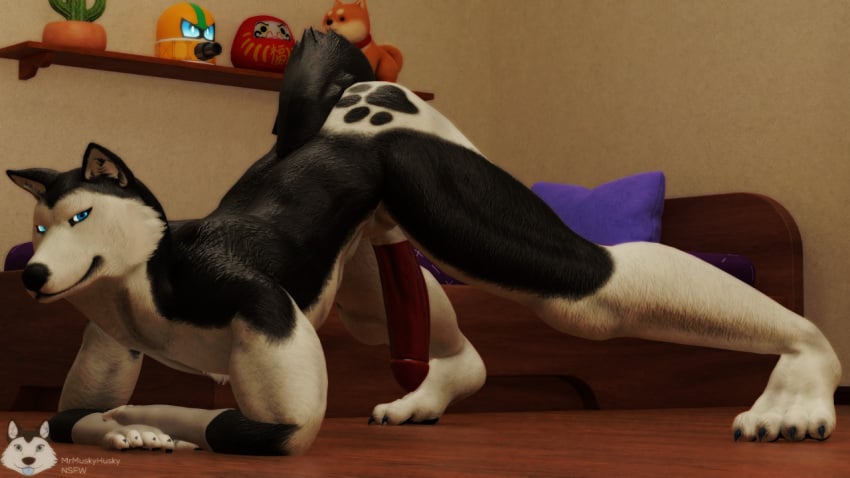 3d anthro ass blender dick fur furry furry_only husky jackopose mrmuskyhusky mrmuskyhusky_(character) pose