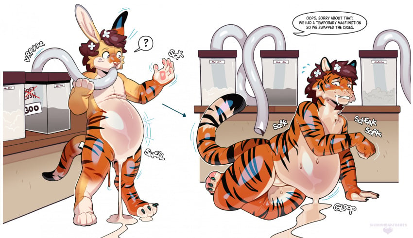 anthro belly belly_inflation blush brown_hair felid fur goo_creature hair heartbeats hi_res hose_inflation inflation latex latex_transformation male mammal orange_body orange_fur pantherine pink_nose solo species_transformation stripes tail tiger transformation white_body white_fur