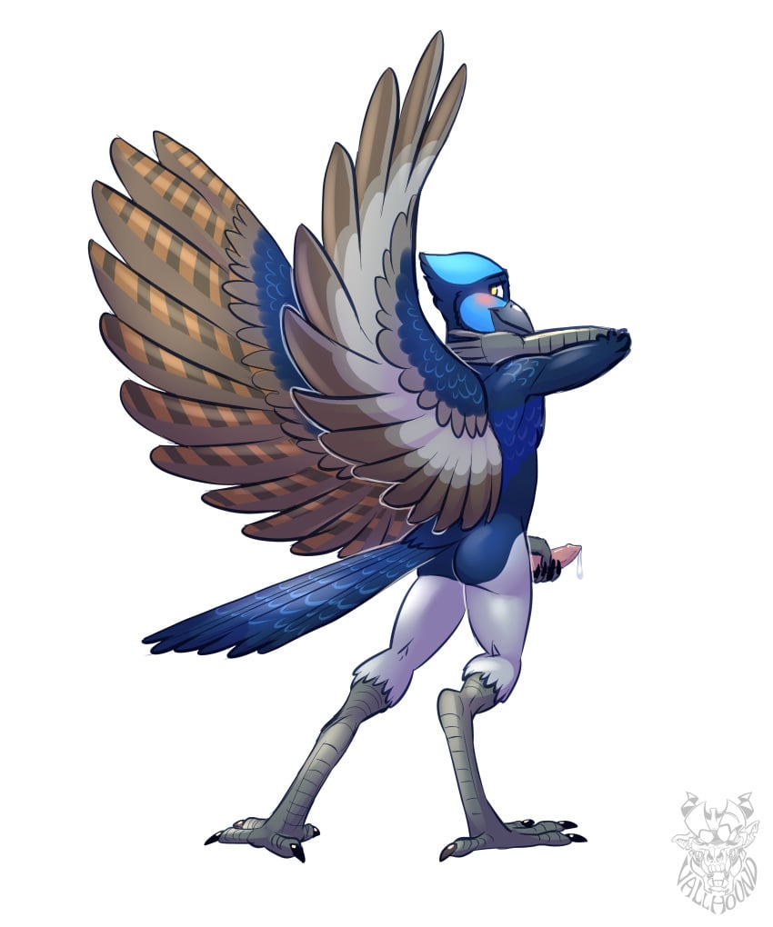 anthro avian bird erection male penis shy solo superb-fairywren tallow wren