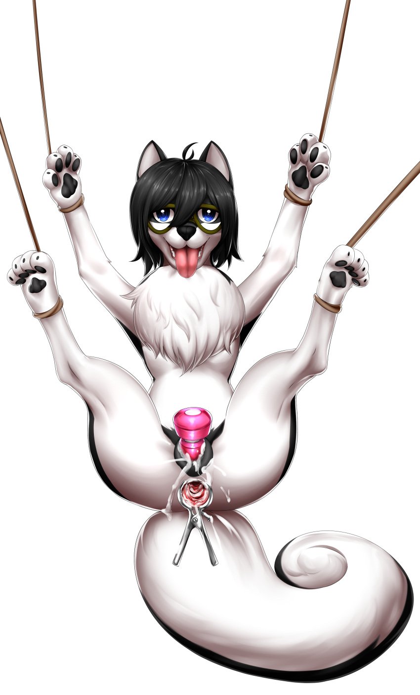 anus bondage bound canine cum cum_in_ass cum_in_pussy cum_inside cuntboy eyewear feral gaping gaping_anus glasses husky intersex male mammal messy penetration servo spaca speculum toy vaginal_penetration