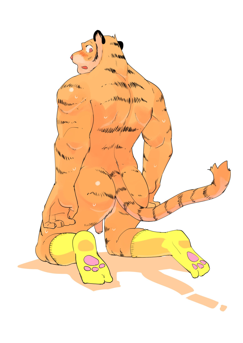 anthro ass blush feline looking_at_viewer male male_only mammal muscular nude penis presenting presenting_hindquarters rear_view simple_background solo tiger ujishiyo white_background