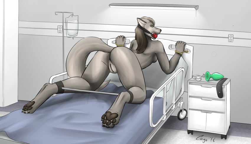 2016 all_fours angry anthro anus ass ball_gag bed belt bent_over bondage breasts brown_eyes brown_hair buttplug canine cayo coyote female fur gag grey_fur hair hospital_bed looking_back mammal pawpads pussy sex_toy sideboob solo spread_legs spreader_bar spreading