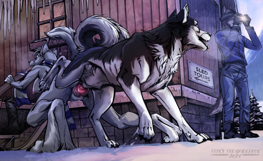 anthro anthro_on_feral anthro_penetrated big_breasts black_body black_fur breasts canid canine canis claws detailed_background domestic_dog duo ember_(november) female feral feral_penetrating feral_penetrating_anthro fur hi_res husky icicle knotting knotting_position male male/female mammal mostly_nude naked nordic_sled_dog nude penetration pussy scarf scarf_only sex sled spitz toe_claws tongue tongue_out trixythespiderfox vaginal_knotting vaginal_penetration window winter wolf zoophilia