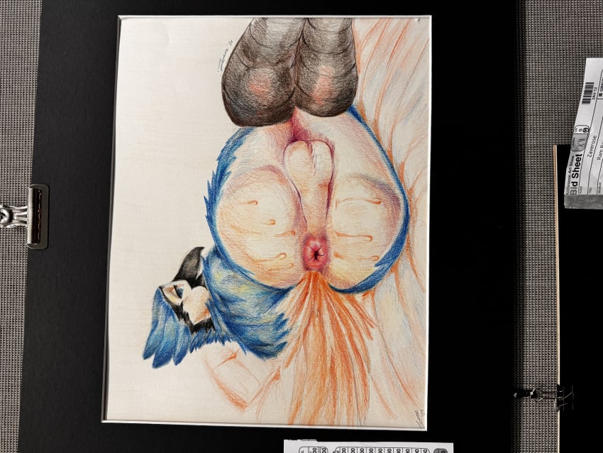 absurd_res anthro anus anus_focus ass avian backsack balls beak bed big_butt bird black_beak blue_body blue_feathers blue_jay bodily_fluids butt_focus colored_pencil_(artwork) corvid countershade_butt countershading detailed_anus detailed_genitals feathers feet from_behind_angle from_behind_position furniture genitals glistening glistening_genitalia grin grinning_at_viewer hi_res jagged_mouth jay_(bird) legs_together looking_at_viewer looking_back lying lying_on_bed new_world_jay nude on_bed on_side oscine passerine pillow presenting presenting_anus presenting_balls presenting_hindquarters puckered_anus puffy_anus raised_tail rear_view seductive sex simple_background smile solo spread_anus spreading sweat sweatdrop sweaty_balls sweaty_butt sweaty_genitalia sweaty_legs sweaty_thighs tail tail_feathers talons toes traditional_media_(artwork) white_background white_body white_feathers zaverose