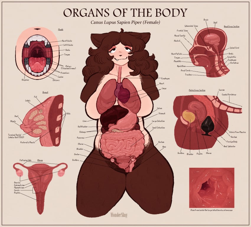 2d anal anal_sex anatomically_correct anatomy anatomy_chart anthro bladder breasts brown_hair buttplug canid canine cervix colonoscopy educational endometrium esophagus fallopian_tubes female fimbria guts heart_symbol hi_res intestines labia labia_minora liver lung mammal model_sheet mouth_shot myometrium mythological_canine mythological_creature mythology nipples open_mouth organs ovaries penetration pepper_(wonderslug) perimetrium plug_(sex_toy) plump reproductive_anatomy sex_toy smile solo stomach teeth throat tongue uterus uvula were werecanid werecanine werewolf wonderslug wonderslug_(artist) xray_view