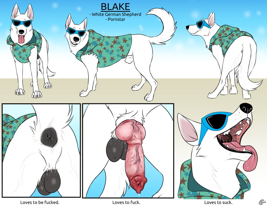 absurd_res animal_genitalia animal_penis anus backsack balls blake_(consensualcanine) canid canine canine_genitalia canine_penis canis claws consensualcanine domestic_dog eyewear feral fur genitals german_shepherd herding_dog hi_res knot male mammal open_mouth pastoral_dog paws penis quadruped sheath solo sunglasses tail tongue tongue_out white_body white_fur