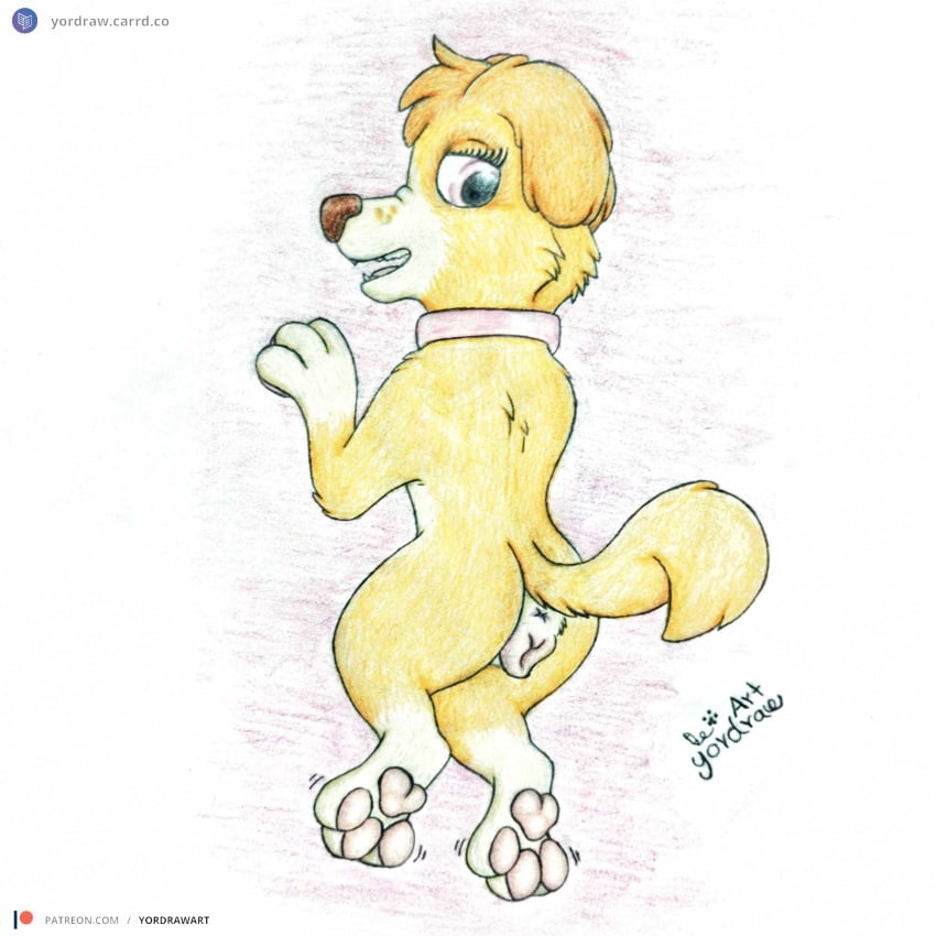 3_toes animal_genitalia animal_pussy anus ass canid canine canine_genitalia canine_pussy canis collar dakimakura domestic_dog feet feral foot_fetish fur genitals hi_res lying mammal nick_jr nickelodeon on_back patreon patreon_logo patreon_username paw_patrol pawpads paws pink_pawpads pink_pussy presenting presenting_genitalia presenting_hindquarters presenting_pussy pussy raised_tail skye_(paw_patrol) smile solo spread_legs spreading tail text toes traditional_media_(artwork) url yellow_body yellow_fur yordraw