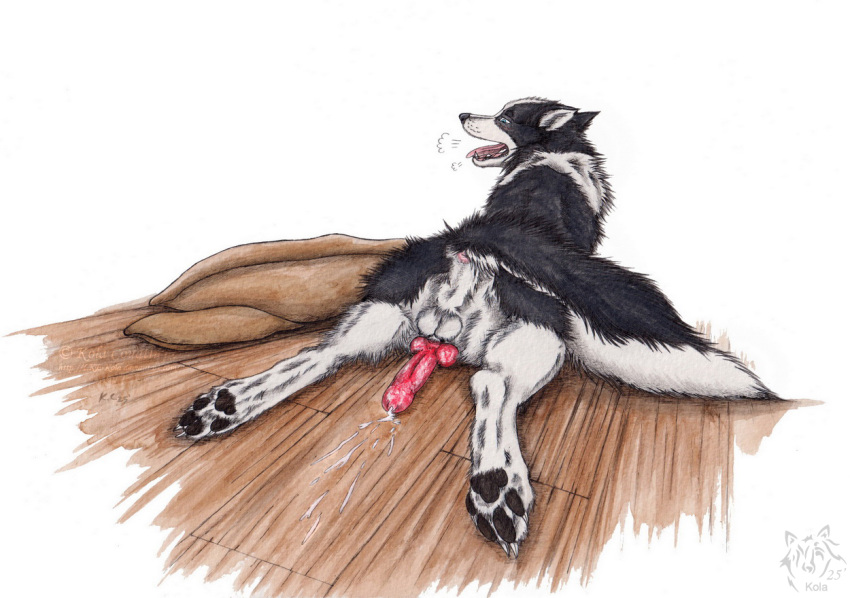 2025 animal_genitalia animal_penis anus balls bodily_fluids border_collie canid canine canine_genitalia canine_penis canis collie cum domestic_dog feral genital_fluids genitals herding_dog knot kola_(artist) male mammal pastoral_dog penis sheepdog solo