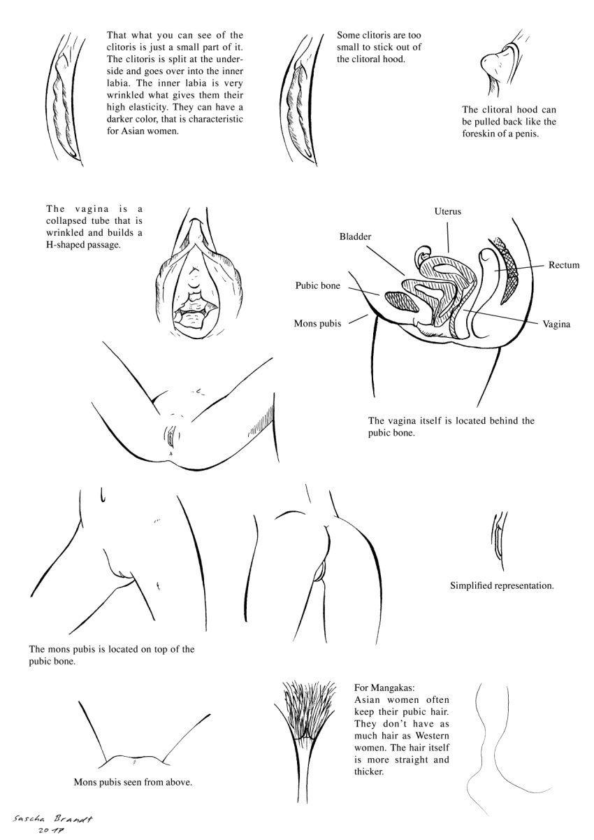 brandt clitoris drawing educational female genital line_art lionclaw1 nude pussy sascha sex sketch text tutorial