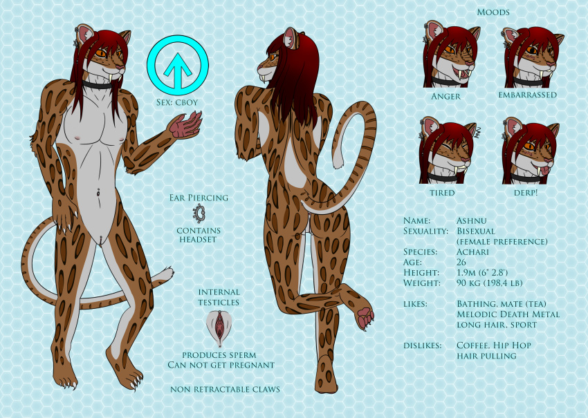 2017 achari anthro ashnu_(ashnurazg) ashnurazg blush brown_fur clitoris collar cuntboy ear_piercing english_text fangs feline fur genital_piercing hair hybrid intersex male mammal model_sheet navel navel_piercing nipples nude open_mouth orange_eyes piercing pink_nose pussy red_hair saber-toothed_cat sabertooth_(disambiguation) simple_background text