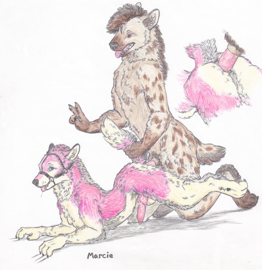 anal animal_genitalia animal_penis canine canine_penis fur furry hyena male mammal penis pink_fur skyfifer wolf yaoi