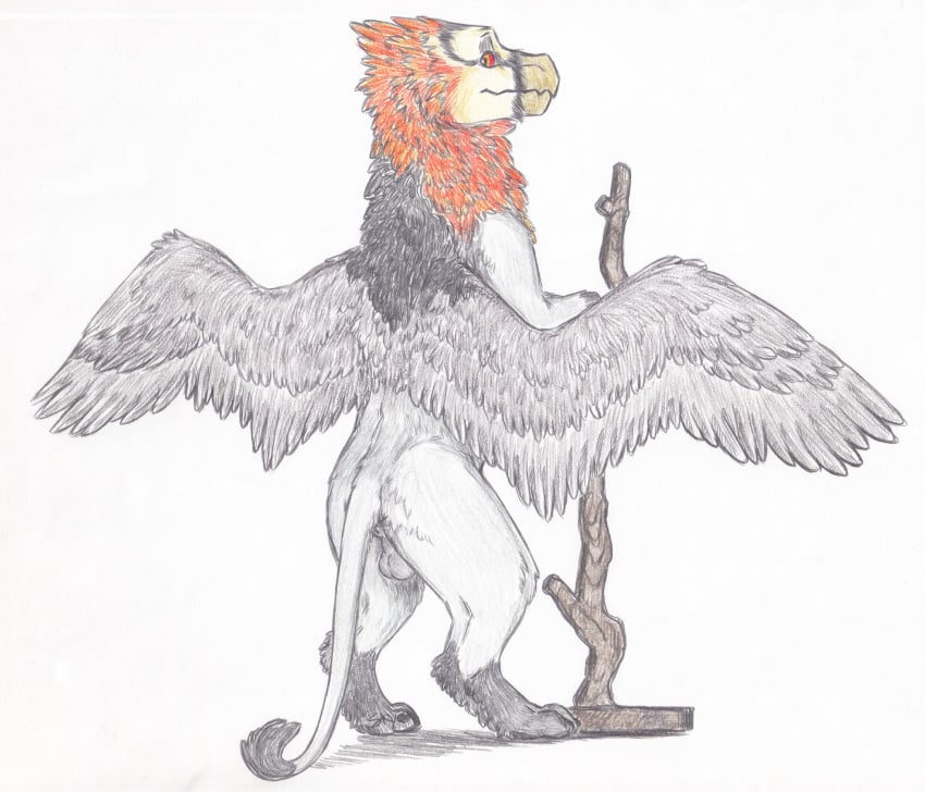 avian bearded_vulture bird feathered_wings feathers feral gryphon male male_only skyfifer solo vulture wings