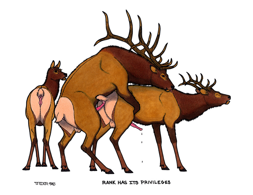 1990s 1995 20th_century anal anal_sex anatomically_correct anatomically_correct_anus anatomically_correct_genitalia anatomically_correct_penis anatomically_correct_pussy animal_anus animal_genitalia animal_penis animal_pussy antlers anus ass backsack balls brown_eyes brown_fur brown_sclera cervine cervine_anus cervine_genitalia cervine_penis cervine_pussy closed_eyes cloven_hooves domination elk english_text erection female feral feral_on_feral from_behind_position fur genitals group hooves horn male male_domination mammal mounting penetration penis precum presenting presenting_hindquarters pussy sex simple_background smile text tim_o'rourke tongue tongue_out traditional_media_(artwork) white_background yaoi year