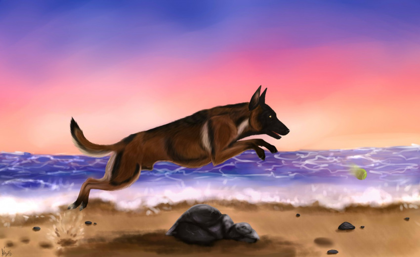 2015 animal_genitalia ball beach black_fur brown_fur canine cinta feral fur grey_fur jumping male male_only malinois mammal markings multicolored_fur sand seaside sheath side_view sky solo tennis_ball