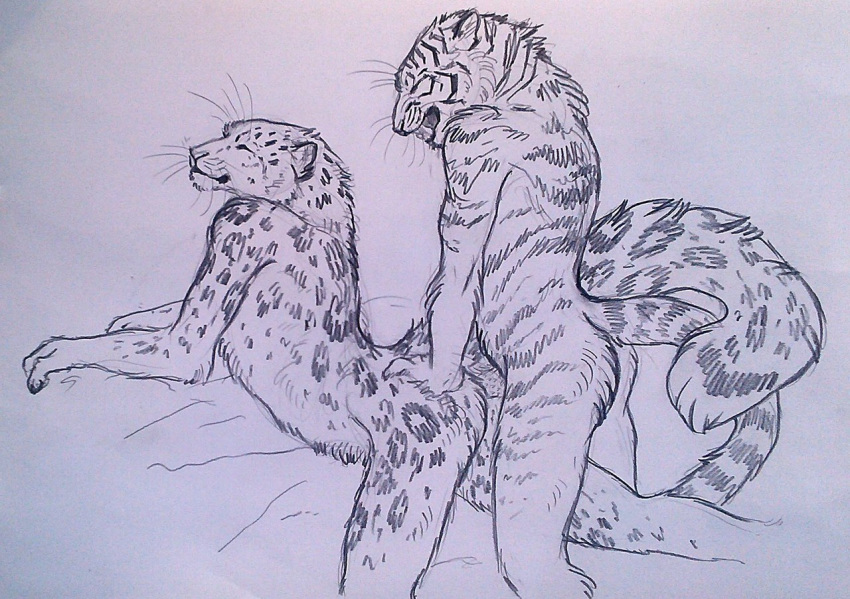 2016 anatomically_correct anatomically_correct_penis animal_genitalia animal_penis anthro ass barbed_penis closed_eyes duo fangs feline feline_penis female from_behind_position fur happy heatherwolf interspecies kneeling leopard looking_pleasured male mammal open_mouth penetration penis sex simple_background sketch smile snow_leopard spots spotted_fur straight striped_fur stripes tiger vaginal_penetration whiskers white_background