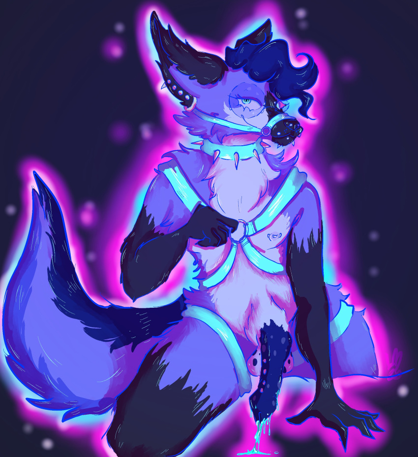 anthro balls black_arms black_legs blue_body blue_fur blue_hair bodily_fluids canid canine collar cum cum_drip dripping ear_piercing eyewear facial_piercing fluffy fluffy_tail fur genital_fluids genitals glasses hair harness hi_res leather leather_harness lust_mutt male mammal muzzle_(object) nipple_piercing nipples oozing_cum piercing solo spiked_collar spikes spots spotted_balls spotted_cock spotted_genitalia tail tan_body tan_fur teal_eyes wearing_glasses