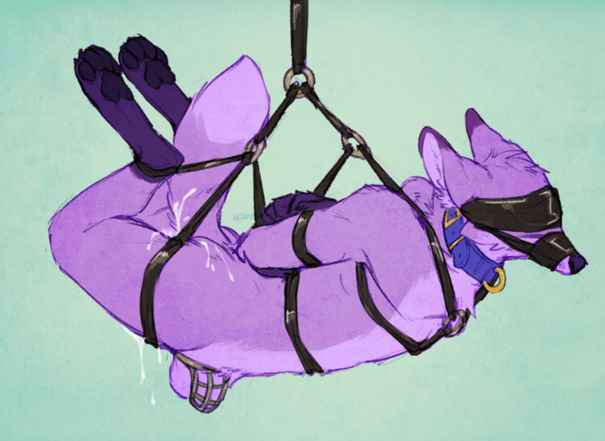 1boy anthro arms_behind_back blindfold bondage bound canid chastity chastity_cage chastity_device collar cum cum_in_ass fox furry gag kelevtov male_chastity male_only malesub muzzle muzzle_gag original_character purple_fur suspension vulpine