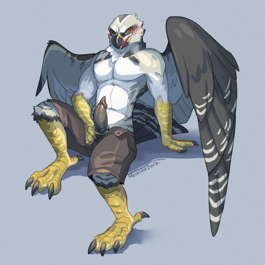 2017 anthro avian bird brown_eyes clothed clothing erection falcon furikake looking_at_viewer male male_only mammal open_mouth partially_clothed penis presenting presenting_penis shorts simple_background solo topless wings