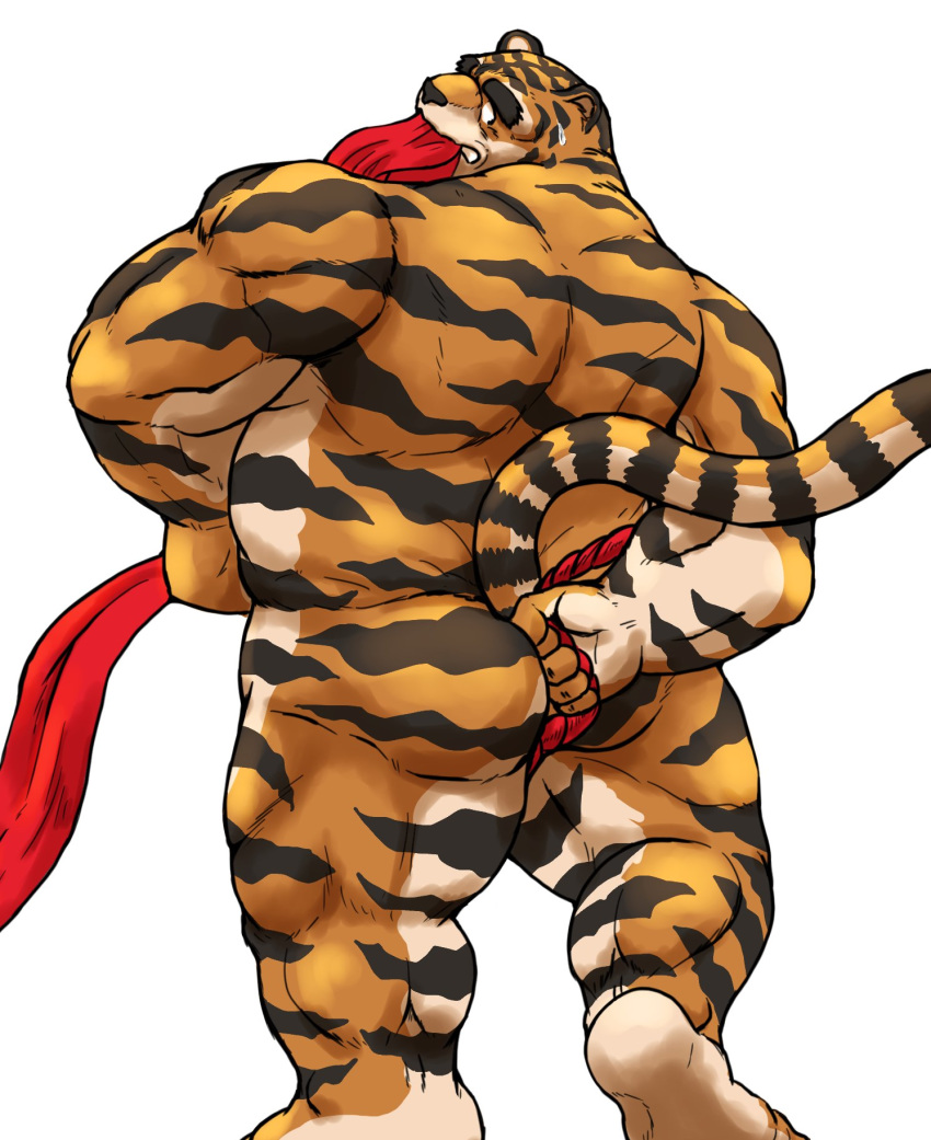 anthro ass clothing dendoro feline fundoshi japanese_clothing male male_only mammal muscular nude rear_view simple_background tiger underwear white_background