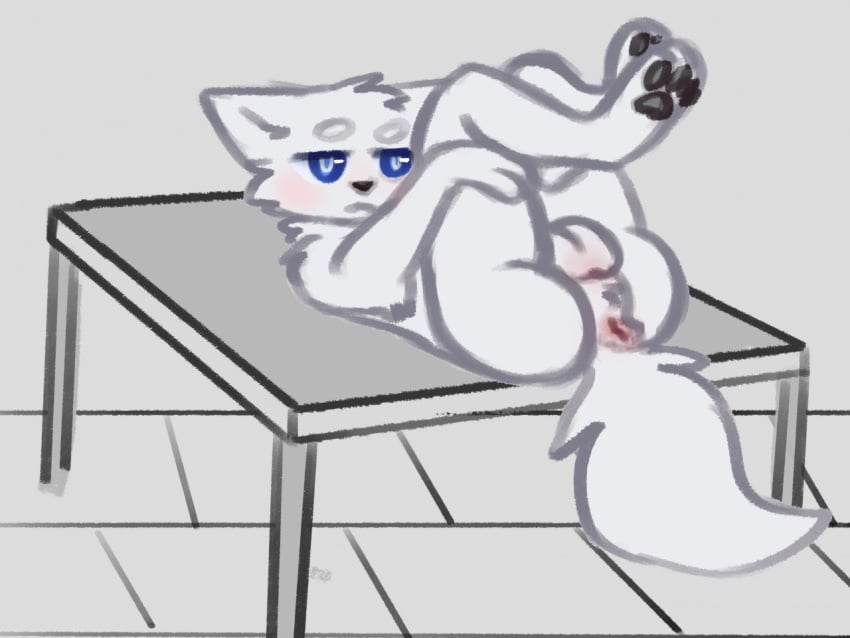 2020 anthro anus ass balls black_pawpads blue_eyes blush canid canine canis changed_(video_game) digital_drawing_(artwork) digital_media_(artwork) fur furniture genitals lin_(changed) male mammal nude pawpads presenting presenting_anus presenting_balls presenting_hindquarters shiloh-yuki solo table tail white_body white_fur wolf