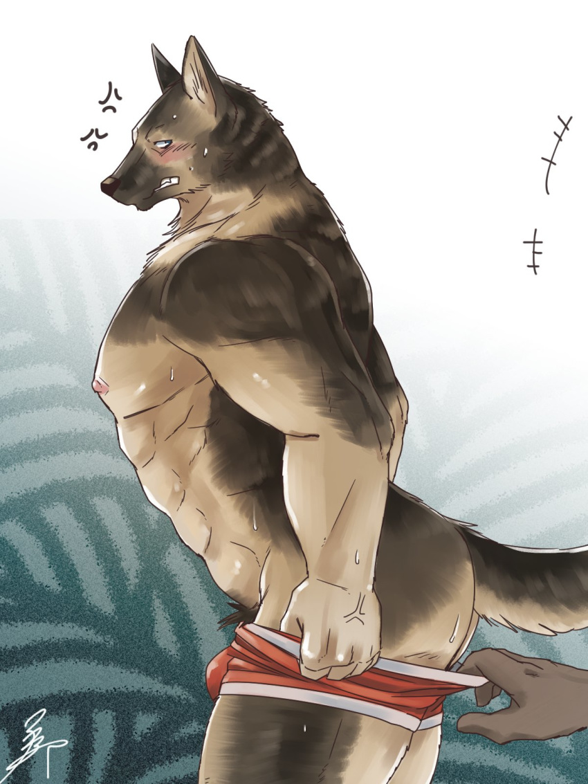 abs anthro ass assisted_exposure blush canine clothed clothing fur male male_only mammal mohumohuotou muscular pants_down pantsing partially_clothed pecs underwear