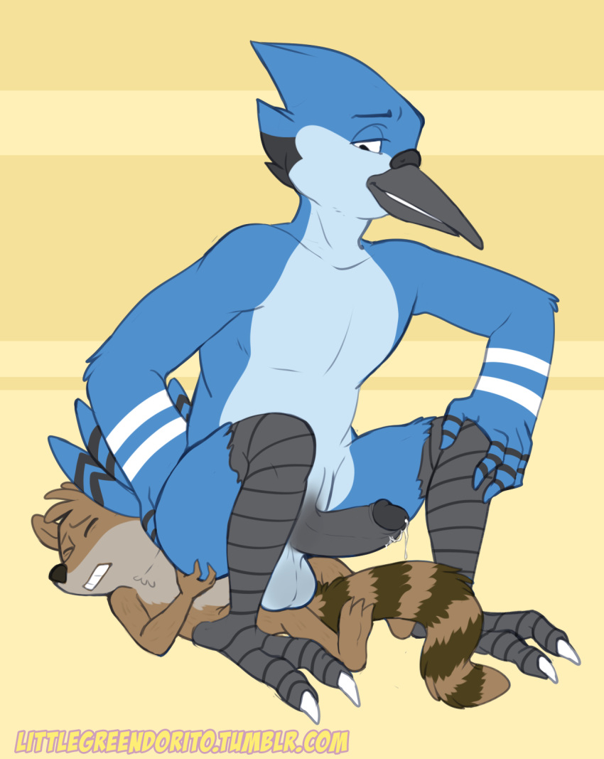 anthro ass avian balls beak bird black_penis blue_feathers blue_jay brown_fur butt_grab cartoon_network closed_eyes corvid duo erection feathers fur glans hand_on_ass hi_res humanoid_penis looking_down lying male male_only mammal mordecai nude on_back penis precum raccoon regular_show retracted_foreskin rigby sat_on shadowpelt simple_background sitting smile striped_tail stripes uncut yaoi