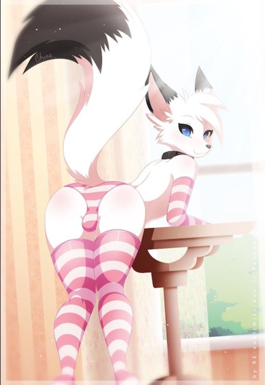 armwear blue_eyes canine collar crossdressing femboy fox girly leaning_on_object legwear looking_at_viewer panties panty_bulge presenting_hindquarters re-sublimity-kun striped_legwear striped_panties tagme white_fur