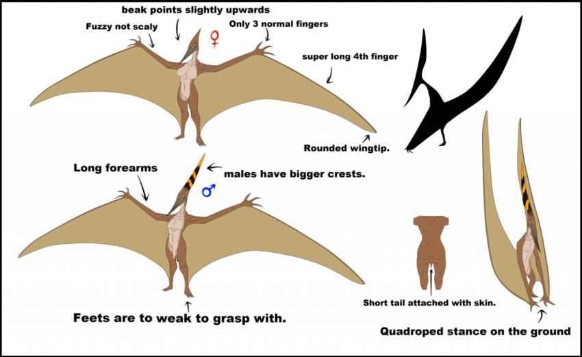 anthro breasts dinosaur featureless_breasts female flaccid lordstevie male model_sheet penis pteranodon