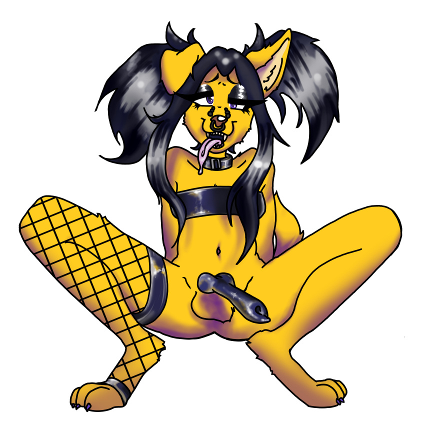 absurd_res anthro balls black_hair blue_eyes cecildeatrio collar facial_piercing fishnet fur genitals gorehound gynomorph hair hi_res intersex latex makeup orange_body orange_fur paws penis piercing spread_legs spreading twintails twippnisty