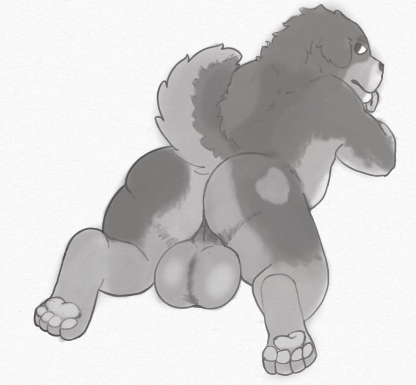 anthro ass balls belly big_balls big_butt canid canine canis digital_media_(artwork) digitigrade domestic_dog feral feral_only fur genitals greyscale heart_symbol hi_res jeesh_(jeeshai) jeeshai male mammal molosser monochrome mountain_dog nude pawpads saint_bernard simple_background solo tail thick_thighs tongue