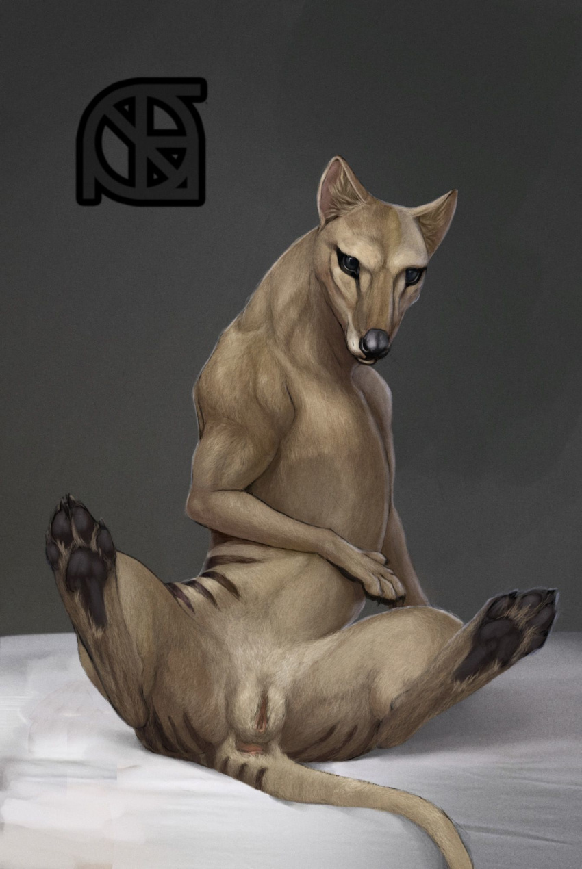 animal_genitalia anus bed claws cloaca cosmiclife feral flat_chested hi_res looking_at_viewer mammal marsupial pawpads semi-anthro simple_background solo spreading thylacine