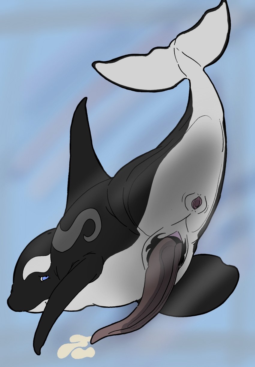 animal_genitalia animal_penis anus blue_eyes bodily_fluids cetacean cetacean_genitalia cetacean_penis cum cumshot dolphin eclipse_(orca621) ejaculation erection feral gaping gaping_anus genital_fluids genitals glass hi_res killerwhale male mammal marine oceanic_dolphin orca penis presenting_hindquaters solo tapering_penis toothed_whale underwater water whale wyrmling_(artist)