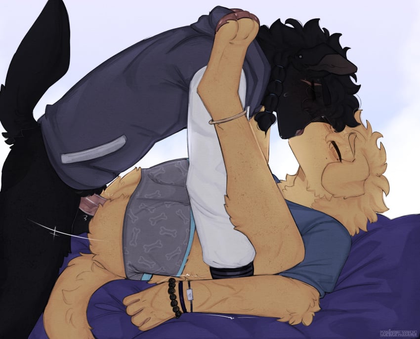 absurd_res anal anklet anthro bedding bird_dog black_body black_fur blush bodily_fluids bracelet braided_hair canid canine canis cerberussenn clothed clothed_sex clothing domestic_dog duo ear_piercing eye_scar facial_scar floppy_ears freckles french_kissing from_front_position fur fur_markings genitals golden_retriever hair hi_res hoodie humanoid_genitalia humanoid_penis hunting_dog jewelry kissing labrador lying male male/male mammal markings missionary_position mole_(marking) on_back partially_clothed pawpads penis percy_writhemann_(cerberussenn) piercing retriever riun_airaz_(cerberussenn) romantic romantic_couple romantic_sex scar sex shirt sweat sweatdrop thrust_lines topwear underwear underwear_down yellow_body yellow_fur