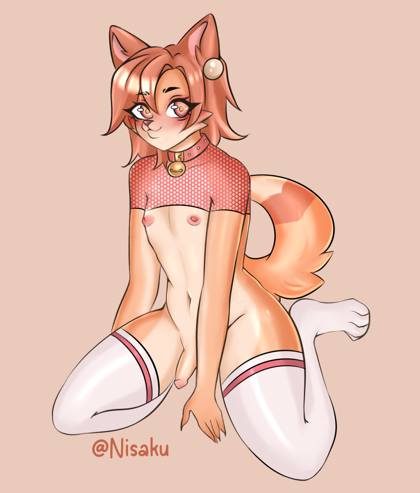 absurd_res anthro canid canine clothing collar femboy fishnet_clothing genitals hair hi_res legwear male mammal nipples nisaku orange_body penis pink_eyes pink_hair pinup pose skye_(disambiguation) stockings