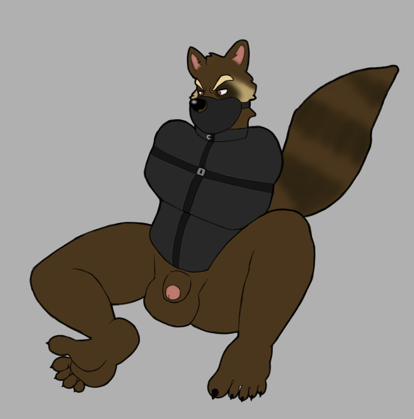 2024 anthro digital_drawing_(artwork) digital_media_(artwork) feet genitals guardians_of_the_galaxy hi_res male mammal marvel marvel_comics muzzle_(object) muzzled omeggaomelette penis procyonid raccoon restraints rocket_raccoon solo straitjacket tail