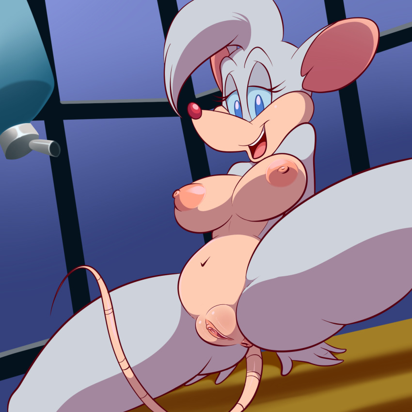 2017 animaniacs anthro anus areola billie blue_eyes breasts clitoral_hood clitoris female half-closed_eyes lonbluewolf looking_at_viewer mammal mouse nipples open_mouth pinky_and_the_brain plump_labia presenting presenting_anus presenting_pussy pussy rodent solo spread_legs spreading teeth tongue warner_brothers