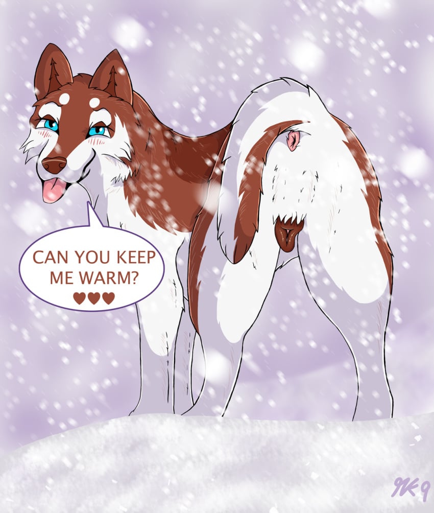 anatomically_correct anatomically_correct_pussy animal_genitalia animal_pussy anus blue_eyes canine canine canine_pussy female feral gracefulk9 husky looking_at_viewer mammal pussy red_husky simple_background snow solo