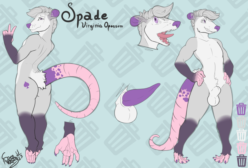 2017 animal_genitalia anthro balls feet fully_sheathed fur grey_fur hair male mammal markings marsupial model_sheet multiple_poses open_mouth opossum penis pose purple_eyes purple_penis sheath spacemutty spade spade_(character) tapering_penis tongue whiskers